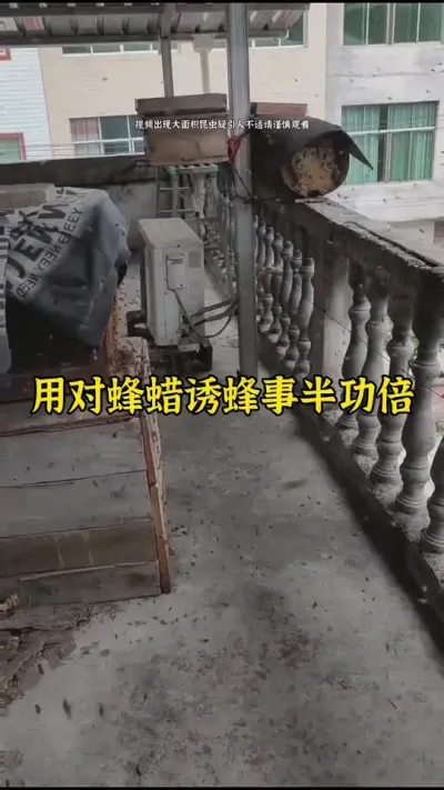 用对蜂蜡诱蜂不走弯路比别人更快一步来蜜蜂#养蜂 #诱蜂 #养蜂技术 @抖音小助手