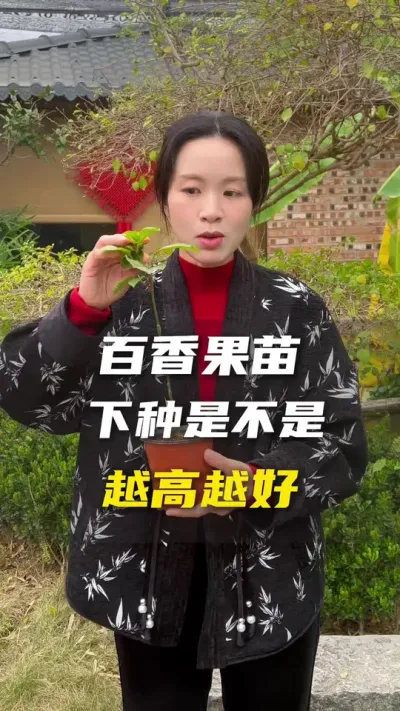 不管是选苗还是在种植中不要一味地贪苗高。##百香果#百香果种植技术 #三农