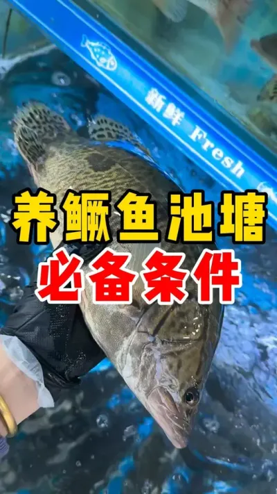 养鳜鱼池塘必备条件#水产养殖 #养鱼 #四大家鱼养殖  #鳜鱼  #鳜鱼养殖  @抖加🔥上热门🔥dou+🔥热点宝  @DOU+小助手 