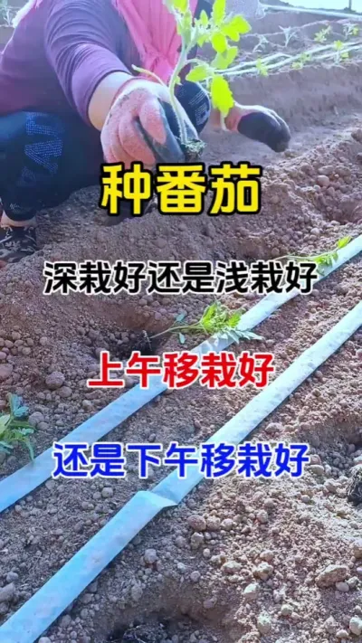 种番茄是深栽好还是浅栽好？上午一栽好，还是下午移栽好，这个视频告诉你，如何种出高产又优质的好番茄#番茄种植 #农业种植 #无限回购的宝藏单品 #病害防治
