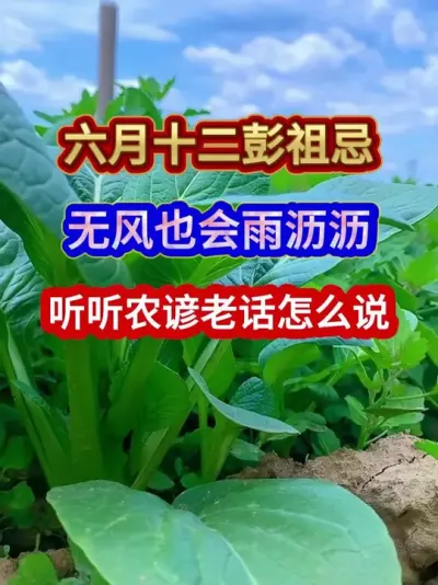 六月十二彭祖忌无风也会雨沥沥听听农谚老话怎么说 #农业谚语 #农谚 #农谚老话 #农业种植 #三农