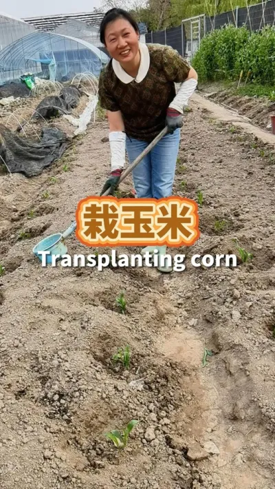 家庭种玉米的栽种方法， 株距40厘米，行距60厘米，放足底肥，经历2次施肥培土就可以收获了#种植小技巧 #我爱种菜 #玉米种植 #阳台种菜 #种玉米季节