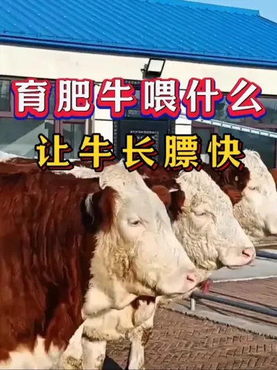 育肥牛喂什么让牛长膘快#养牛人#新手养牛#养牛#牛羊养殖