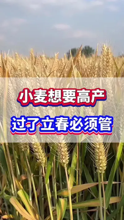 小麦想要高产，过了立春必须管！#小麦种植 #小麦高产 #小麦种植管理技术 #小麦施肥
