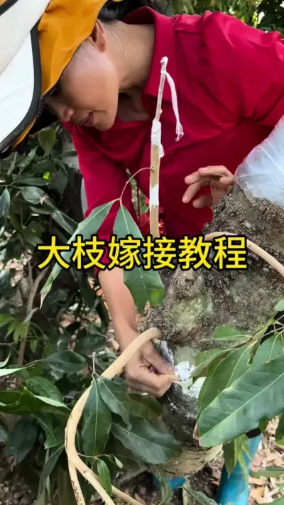 大枝嫁接教程（挂果后续）#嫁接技术 #2024新农人计划 #dou来广东百千万 #青dou计划