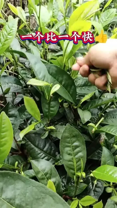 #茶叶采摘标准 #茶叶采摘季节 #春茶采摘#茶树种植技术与管理