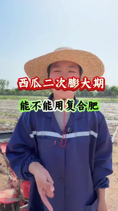 西瓜种植 西瓜二次膨大期能不能用复合肥 #西瓜种植 #西瓜管理 #西瓜高产 #膨大增甜