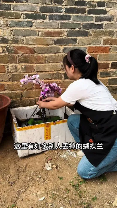 蝴蝶兰开败后不要丢掉，这样处理还能继续再次开花 #蝴蝶兰 #种植小技巧 #花卉绿植