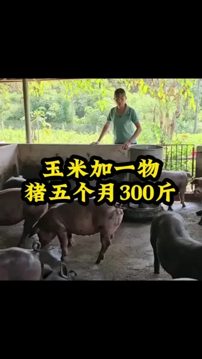 #猪喂什么饲料长得最快 #所有养猪人 #服务三农支持三农 #每天分享实战养猪经验 #农村养猪专业户