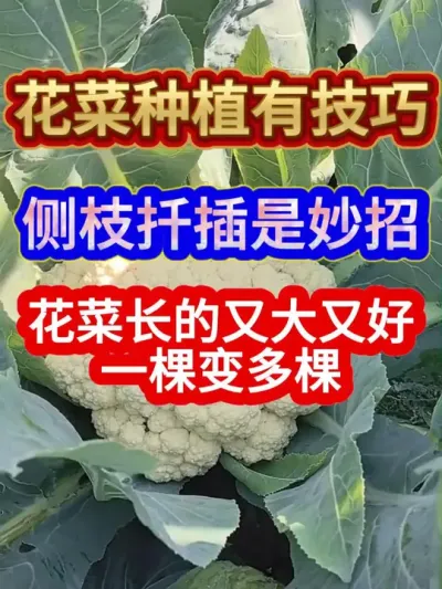 花菜种植有技巧侧枝扦插是妙招花菜长的又大又好一棵变多棵 #花菜种植 #农业种植 #种植小技巧 #花菜 #三农