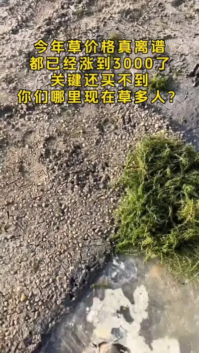 今年草价格真的是高的离谱。#鱼虾蟹养殖 #螃蟹养殖 #大闸蟹养殖 #河蟹养殖 #三农 @DOU+小助手
