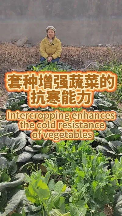 甜豌豆和青菜套种 没有另外的防护就抵抗住了霜冻 Sweet peas intercropped with green vegetables resisted the frost without any