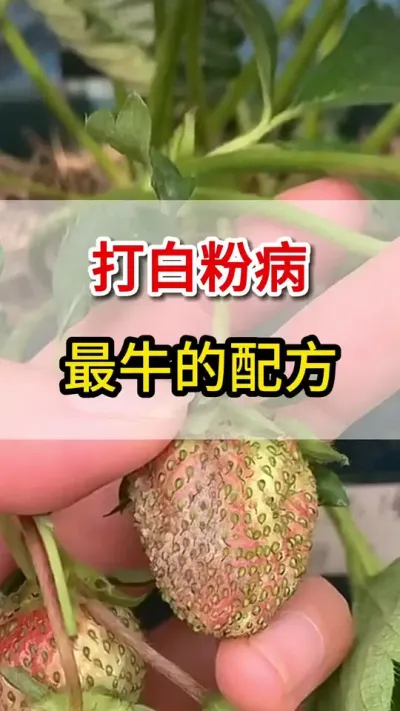 草莓白粉病，这个最牛配方全搞定#白粉病#三农