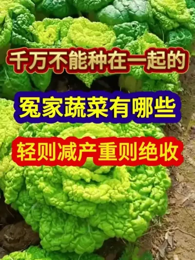 千万不能种在一起的冤家蔬菜有哪些轻则减产重则绝收 #蔬菜种植 #农业种植 #三农 #三农种植 #分享农业知识帮农民增产增收