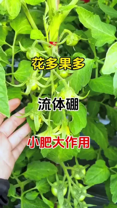 流体棚使用的三个黄金时期，30秒告诉你#流体硼使用方法 #流体硼的作用和功效 #番茄种植