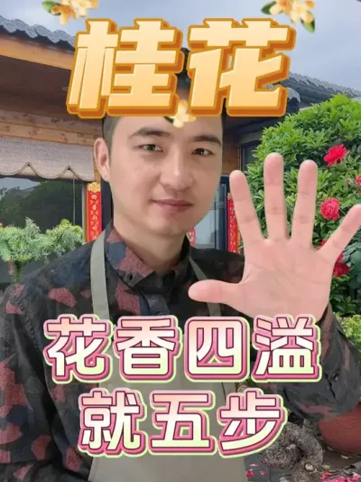 五步教会你，把桂花养的枝繁叶茂花香四溢！ #养花  #桂花  #养花小知识