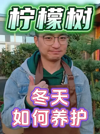 冬季养好柠檬树，需要几步？ #养花 #柠檬树 #养花小知识