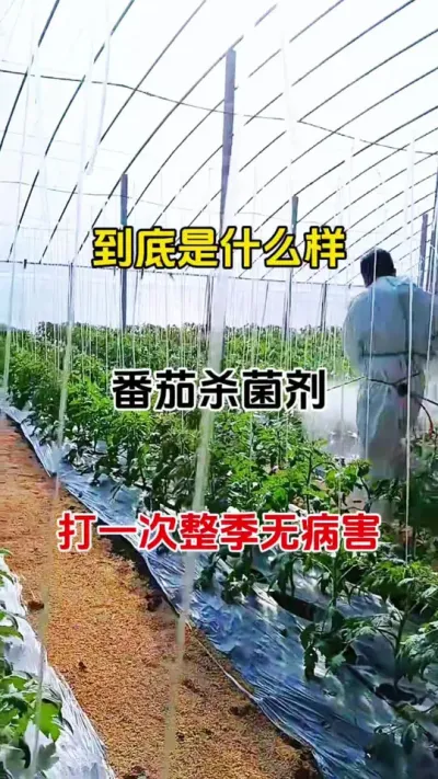 到底是什么样的杀菌剂？打一次一整季都是干干净净的？#杀菌剂 #万能杀菌剂 #番茄