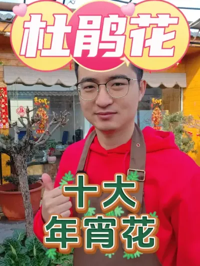 十大最受欢迎的年宵花之杜鹃花！ #养花  #年宵花  #杜鹃花