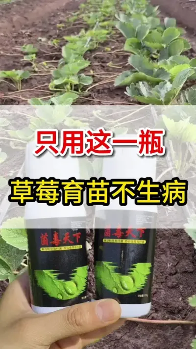 草莓用它喷一喷，各种病害不入侵#三农#育苗