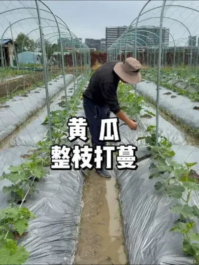 黄瓜快结果时候怎么管理，如何修剪 