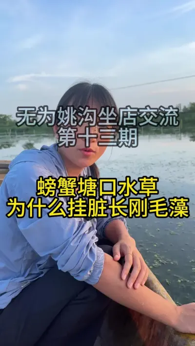 螃蟹塘口水草为什么挂脏长刚毛藻！！！无为姚沟坐店交流！！！ #渔多多养殖模式 #三农 #螃蟹养殖 #水产养殖技术 #大闸蟹养殖