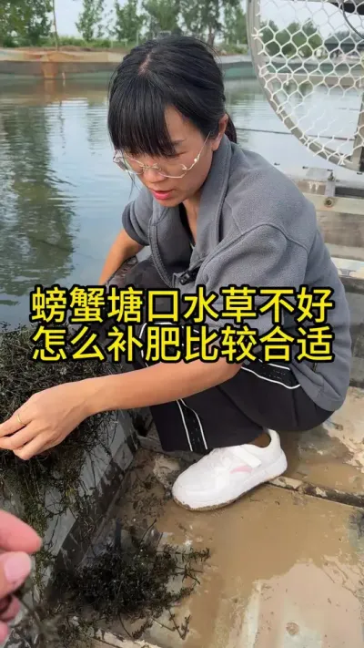 螃蟹塘口水草不好怎么补肥比较合适！！！ #渔多多养殖模式 #大闸蟹养殖 #螃蟹养殖 #新农人计划2025 #三农