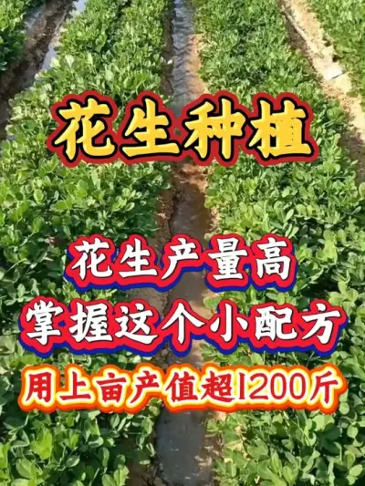 花生种植技术，亩产千斤#农业种植 #花生种植 #种花生#服务三农支持三农#抖音助农