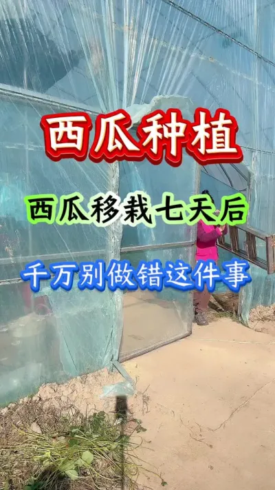 西瓜种植 西瓜种植西瓜移栽七天后千万别做错这件事 #西瓜种植 #西瓜管理 #西瓜病害防治