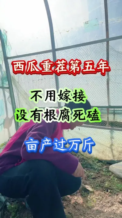 西瓜种植 西瓜重茬第五年不用嫁接没有根腐死磕亩产过万斤#西瓜种植#西瓜管理#土壤改良