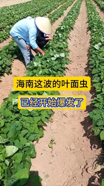 叶面青虫，肉虫，天气越热它越厉害，一定要多种成份交叉使用！#海南东方 #田间地头走一走 #红薯种植 #红薯叶面虫 #薯帮主