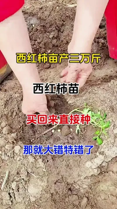 西红柿亩产三万斤，西红柿苗到手，直接种就大错特错了#番茄种植 #西红柿种植 #番茄病菌清