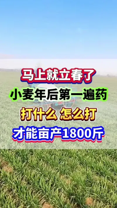 马上立春了，小麦年后第一遍药打什么？怎么打？#小麦种植 #小麦高产 #小麦年后第一遍药 #小麦种植管理技术