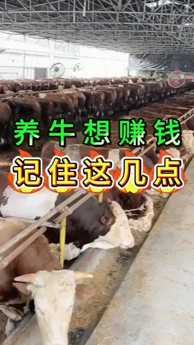 养牛想赚钱记住这几点#养牛人#三农#养牛#养殖