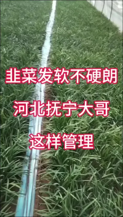 韭菜发软不直立，河北抚宁大哥这样来管理。#韭菜种植 #韭菜施什么肥根粗 #韭菜管理 #韭菜发软 #种韭菜