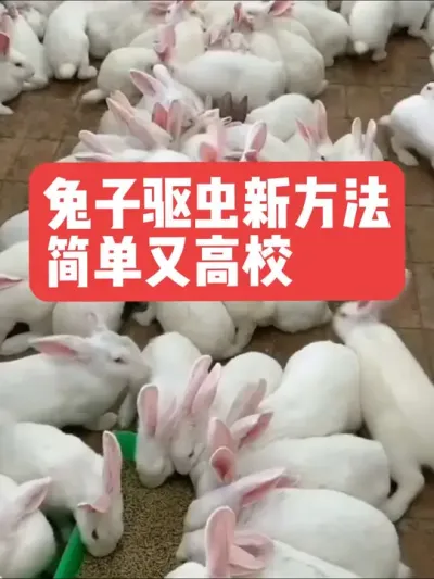 兔子驱虫新方法，简单又高校 #兔子#三农#养殖#养兔#养兔子