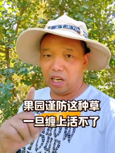 果园谨防这种草，一旦缠上活不了#果园除草 #菟丝子 #农田行者 #农田行者技术服务联盟#西梅种植