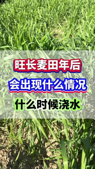 旺长麦田年后会出现什么情况？什么时候浇水？#小麦种植  #小麦旺长 #小麦高产   #小麦种植管理技术