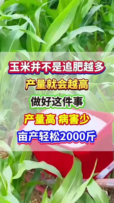 玉米并不是追肥越多，产量就会越高！做好这件事，亩产轻松2000斤以上！ #玉米种植 #玉米高产 #玉米种植管理技术 #玉米施肥 #农业种植