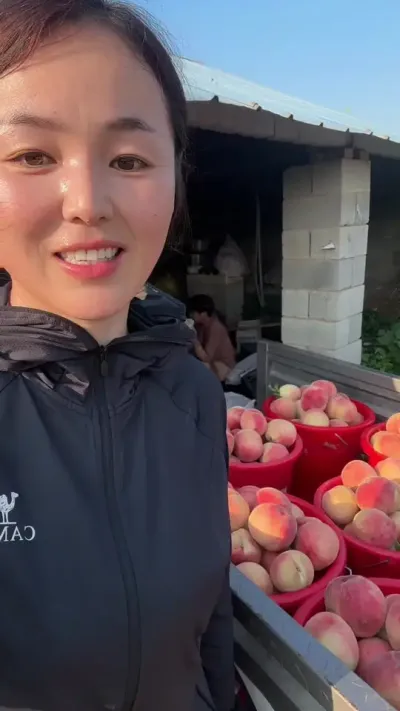红夏桃 虽然很热但是赚钱！所也热点就热点，相比挣钱我不怕热🥵#果树种植基地 #桃树管理 #分享农业知识帮农民增产增收