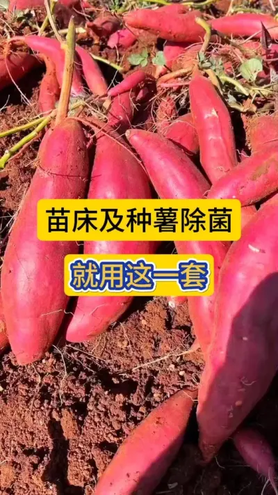 苗床及种薯除菌，就用这一套！#红薯育苗 #红薯苗床管理 #红薯苗床除菌 #红薯种植 #农技知识分享