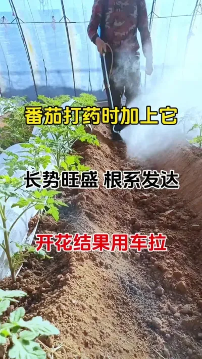 用它兑水喷一喷，真菌细菌病毒，通通防治#万能杀菌剂 #番茄种植#三农种植