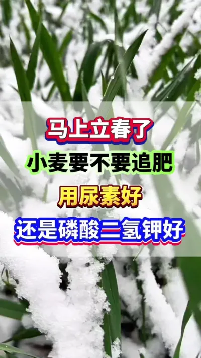 马上立春了，小麦要不要追肥？用尿素好？还是用磷酸二氢钾好？#小麦种植 #小麦高产 #小麦施肥 #小麦种植管理技术