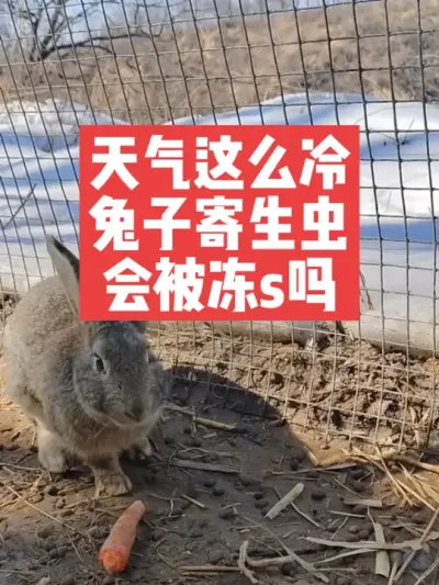 天气这么冷，兔子的寄生虫会被冻s吗？ #兔子#养殖#三农#养兔人