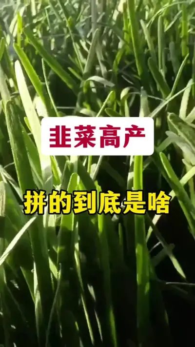 韭菜高产，拼的到底是啥？#韭菜管理 #韭菜种植 #韭菜高产 #韭菜种植技术 #韭菜施什么肥根粗