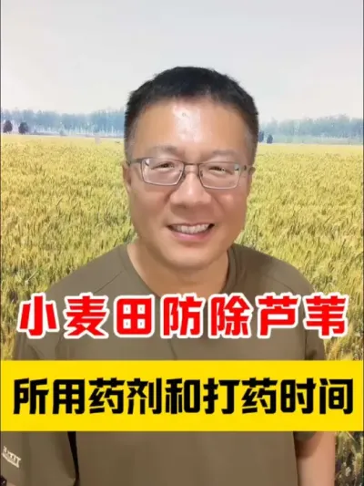 小麦田芦苇防除方案！ #分享农业知识帮农民增产增收 #除芦苇 #麦田杂草 #芦苇除草剂 #传播农业小知识