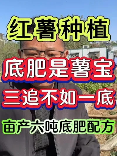 三追不如一底亩产六吨红薯底肥配方 #红薯 #红薯种植 #红薯高产种植 #红薯种植技术 #种红薯