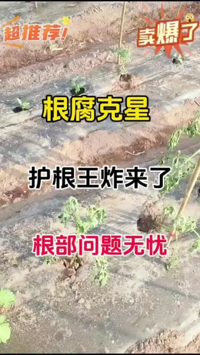 根腐病反复救星！万农实测的护根王炸来了#抖音助农#根腐病防治 #根腐病 #根腐克星 #抖音助农