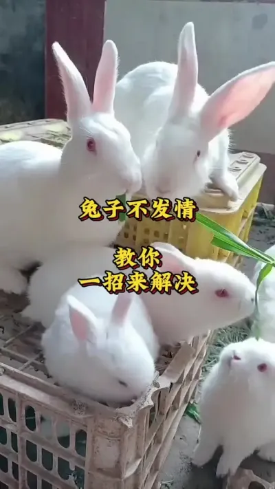 兔子不发情，教你一招来解决#养兔人 #兔子 #肉兔养殖 #养兔技术 #养兔三分靠管理七分靠技术