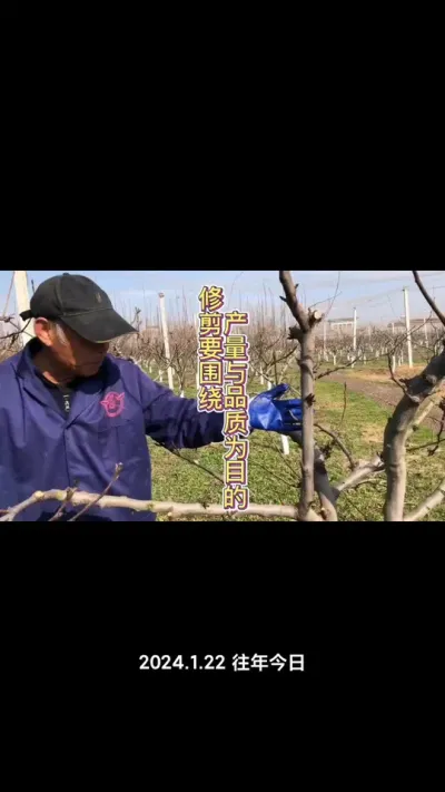 修剪，一定要围绕产量进行！没有产量没有品质没有意义！#果树修剪#果树种植#果树#种果树的苏老师